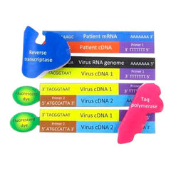 KIT CORONAVIRUS DNA TEST MODEL