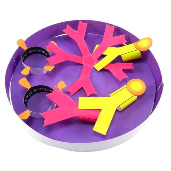 KIT CORONA VIRUS ANTIBODY TEST 3-D MODEL KIT