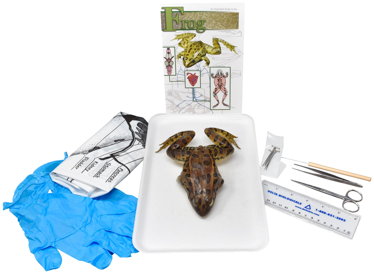 5 IN.+ PLN FROG W/ DISSECTION TOOLS