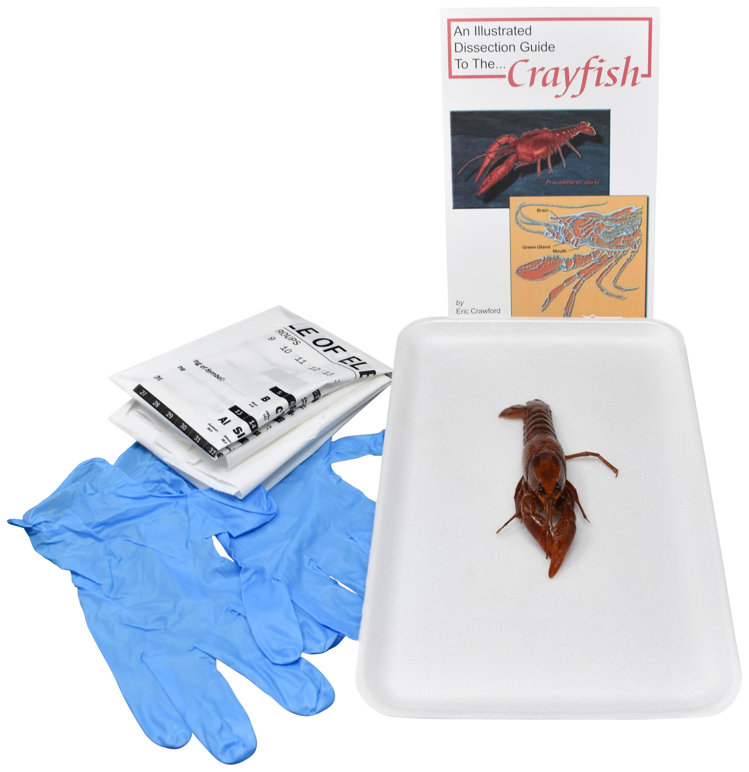4 IN.+ PLN CRAYFISH W/O DISSECTION TOOLS