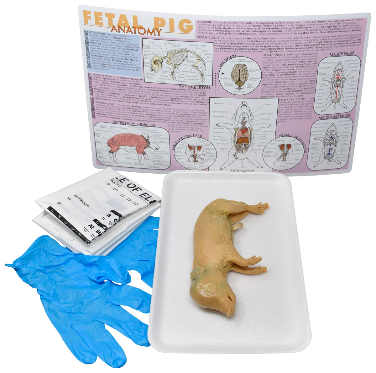 7 IN.+ DBL FETAL PIG W/O DISSECTION TOOLS