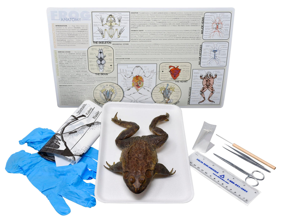 5 IN.+ DBL BULLFROG W/ DISSECTION TOOLS
