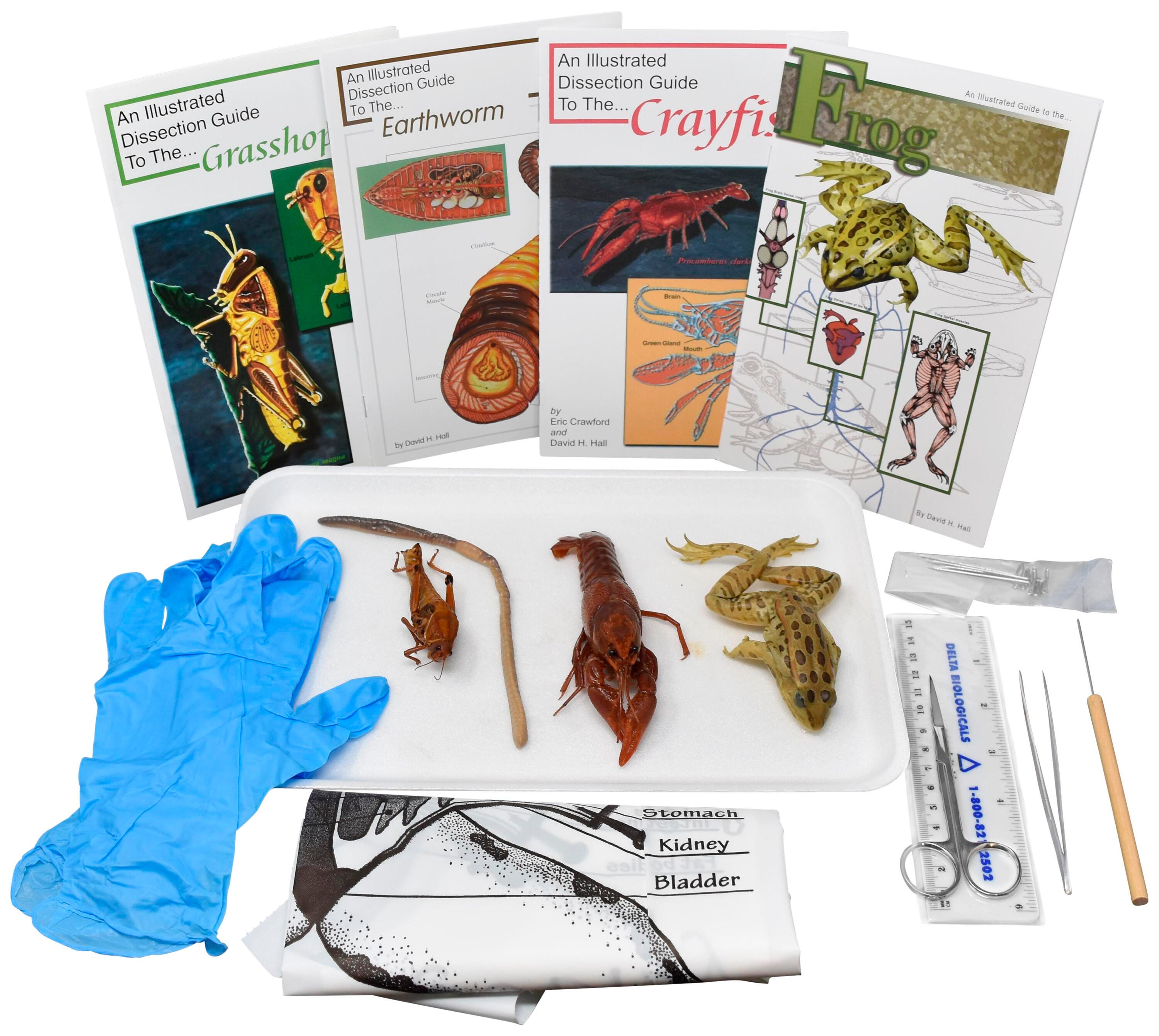 ANIMAL ANATOMY KIT W/ DISSECTION TOOLS