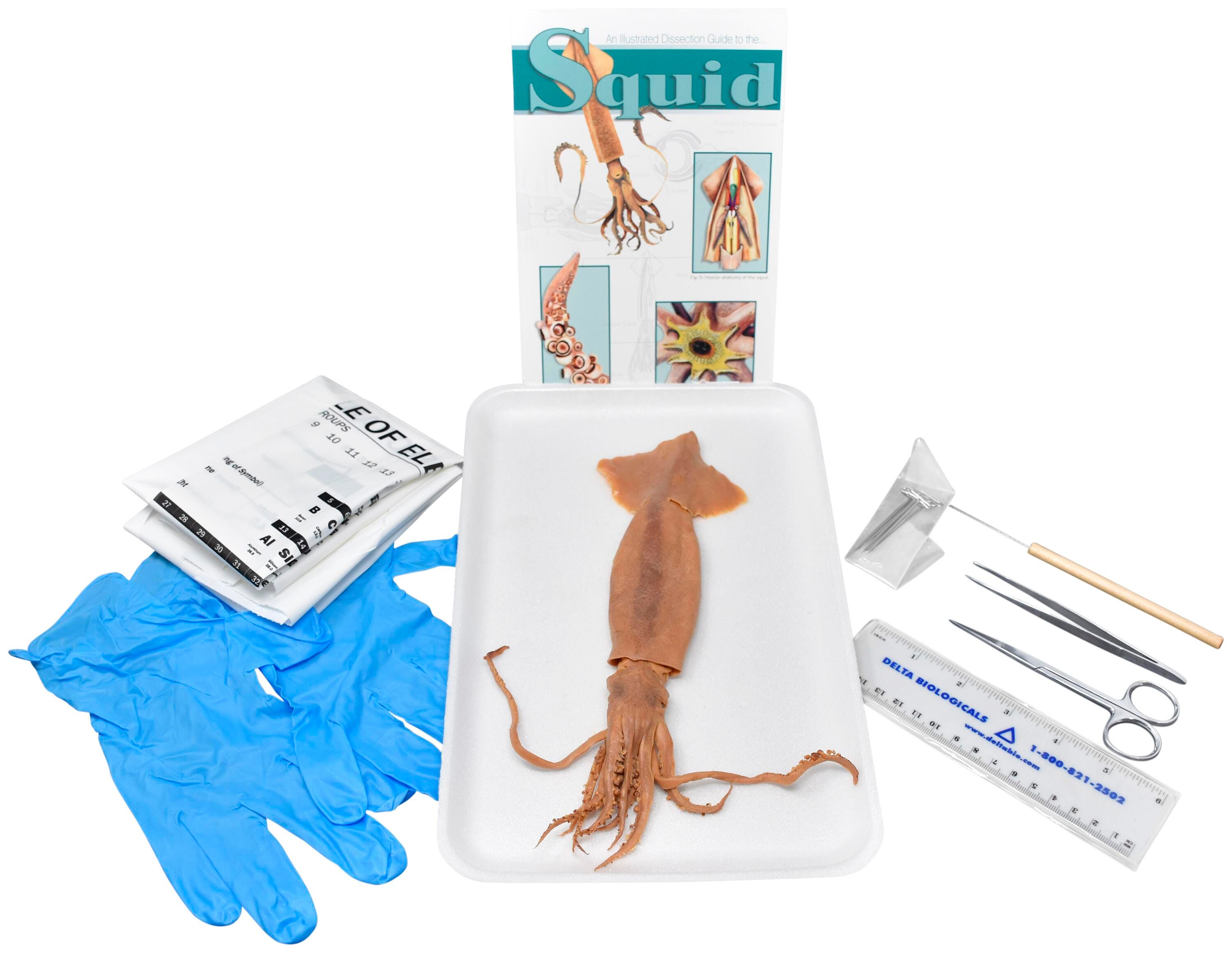 8 IN.+ PLN SQUID W/ DISSECTION TOOLS