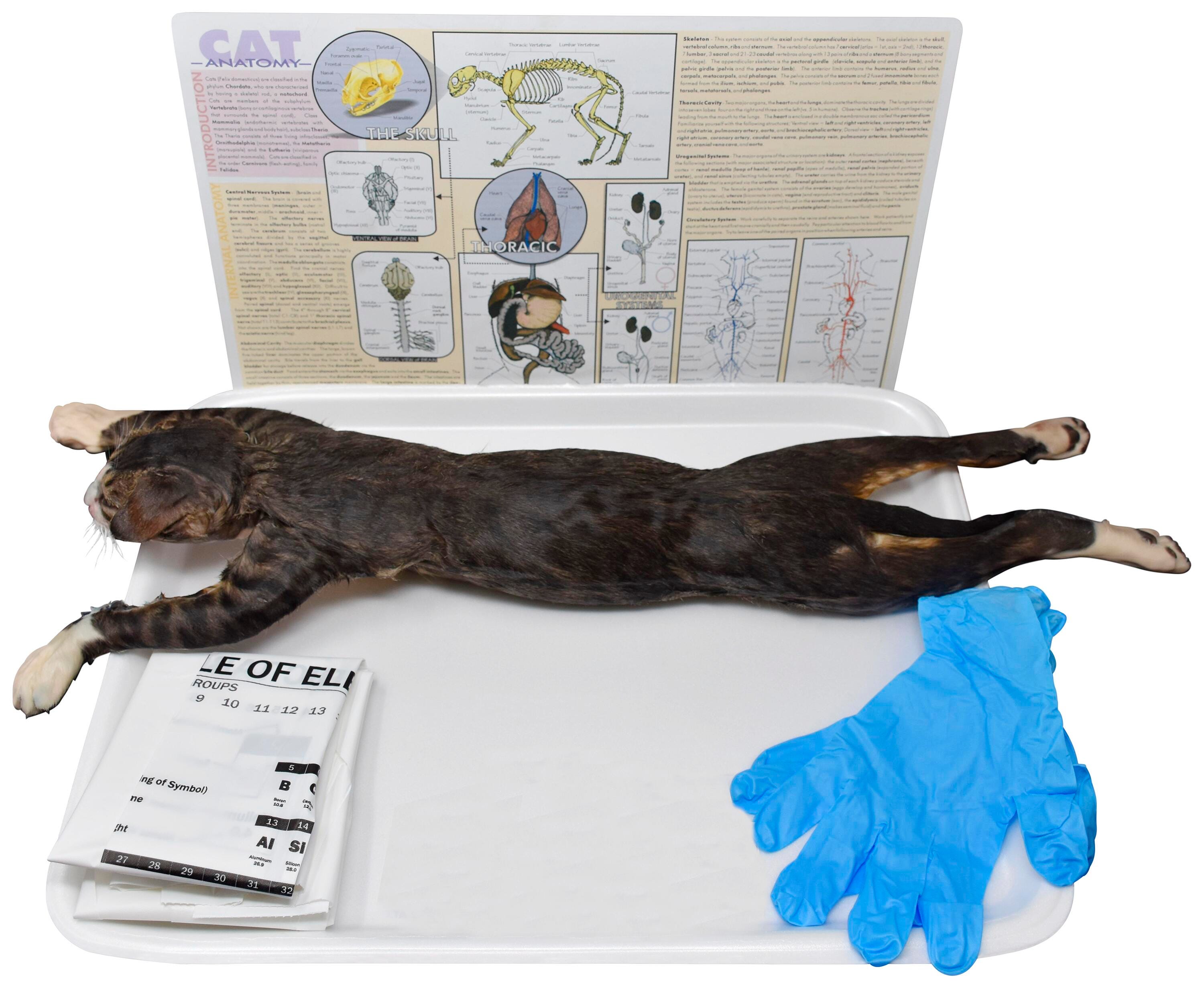 14 IN.+ DBL SKINNED CAT W/O DISSECTION TOOLS