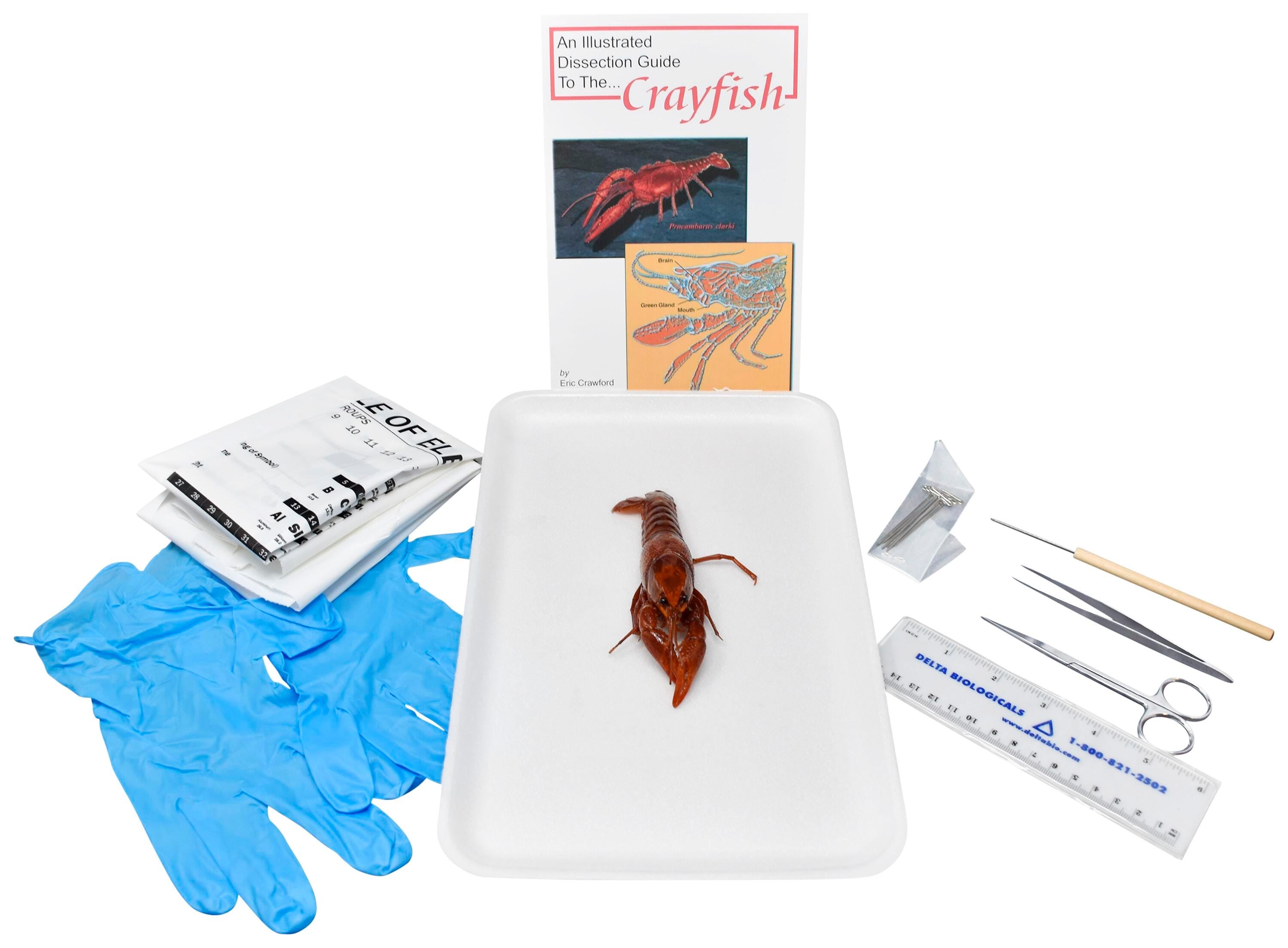 4 IN.+ PLN CRAYFISH W/ DISSECTION TOOLS