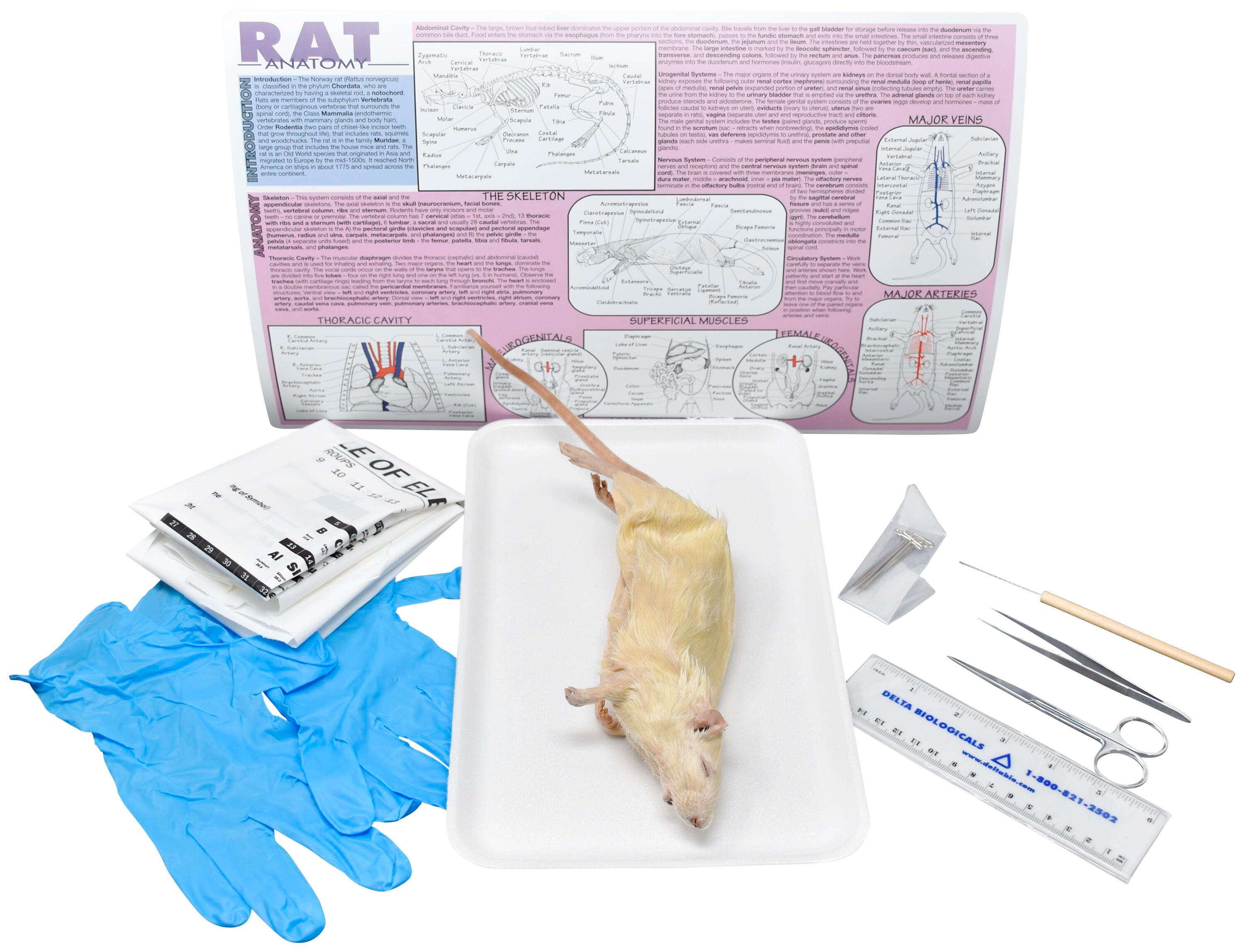 7 IN.+ DBL RAT W/ DISSECTION TOOLS