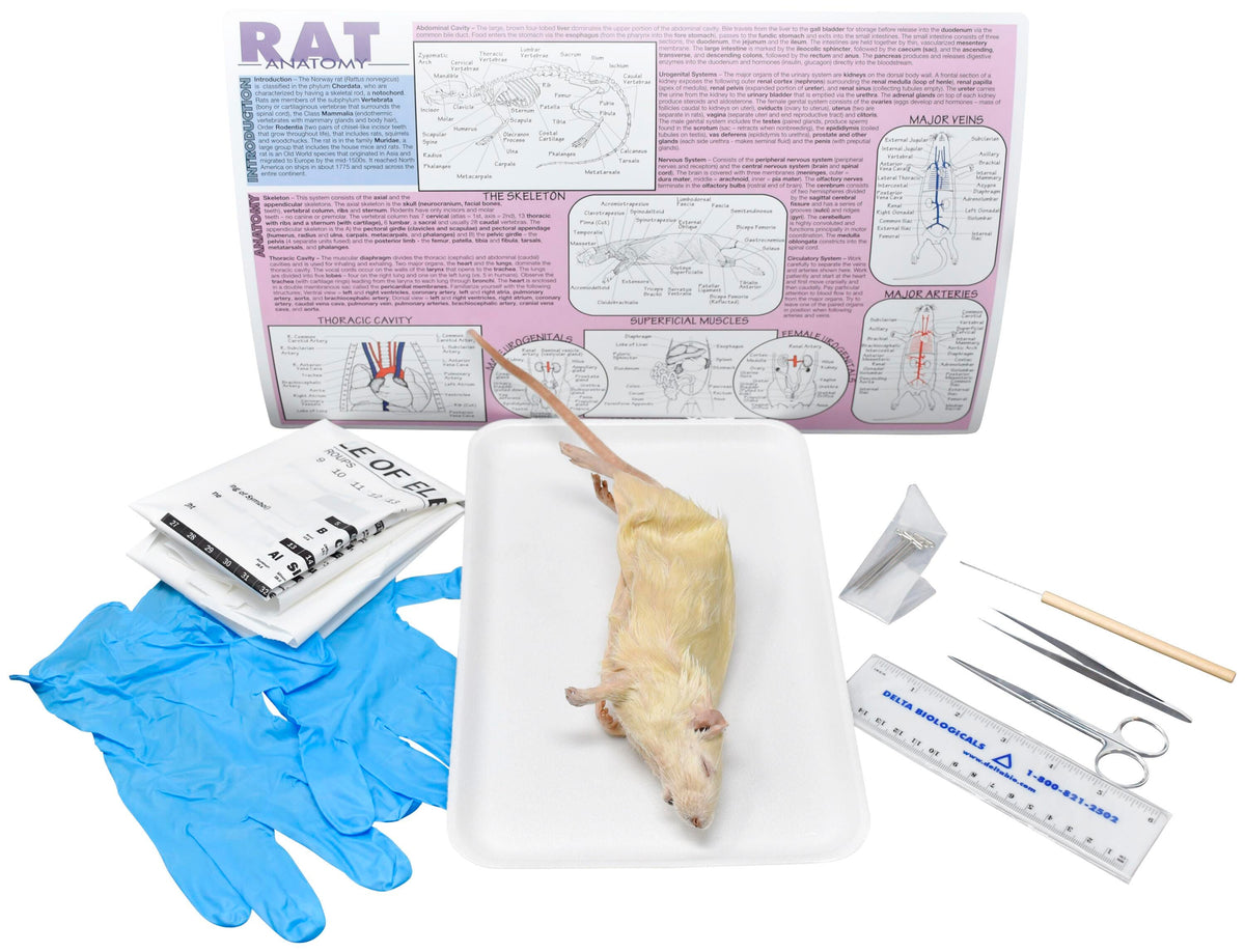 7 IN.+ DBL RAT W/ DISSECTION TOOLS