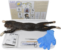 14 IN.+ DBL SKINNED CAT W/ DISSECTION TOOLS