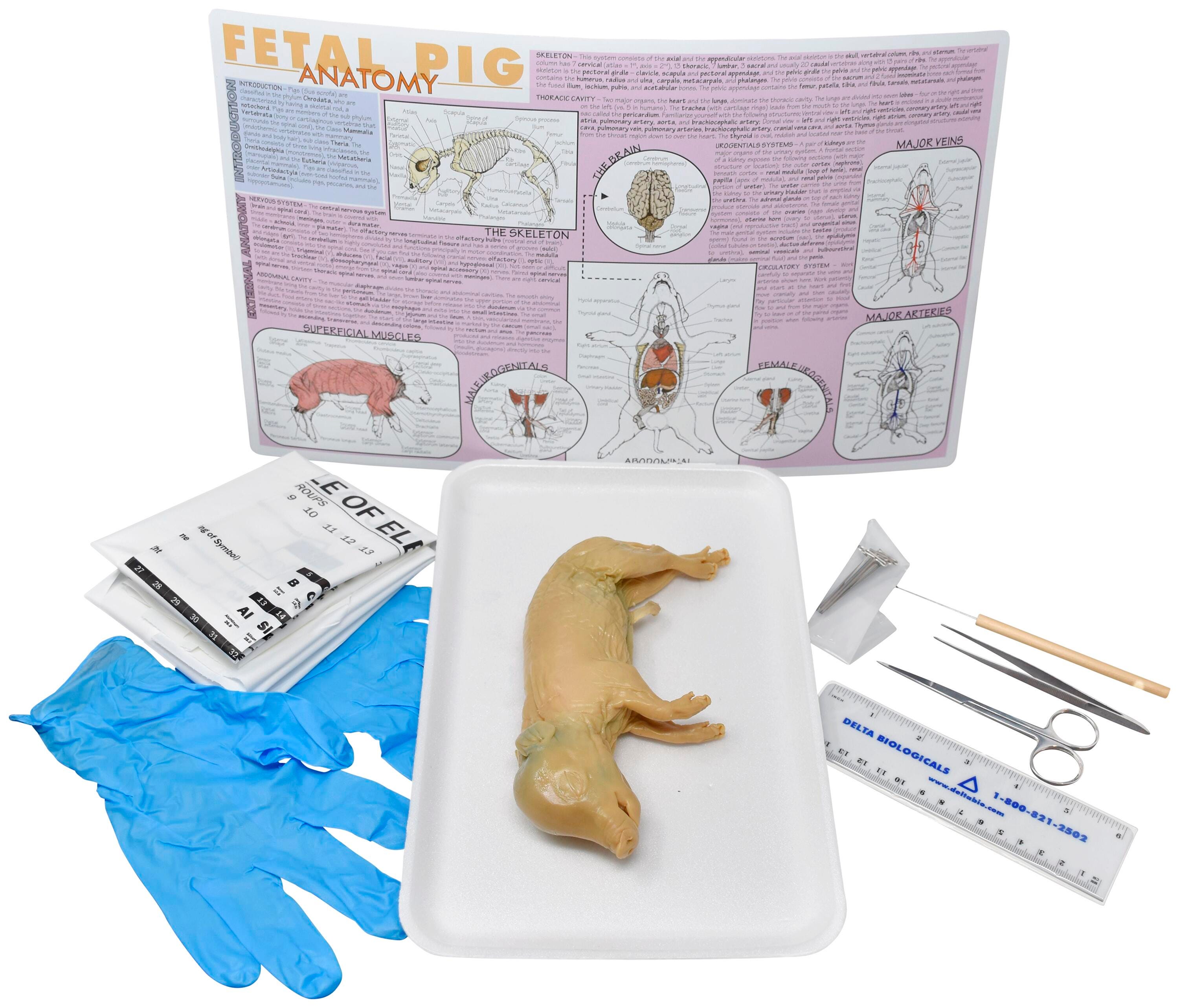 7 IN.+ DBL FETAL PIG W/ DISSECTION TOOLS