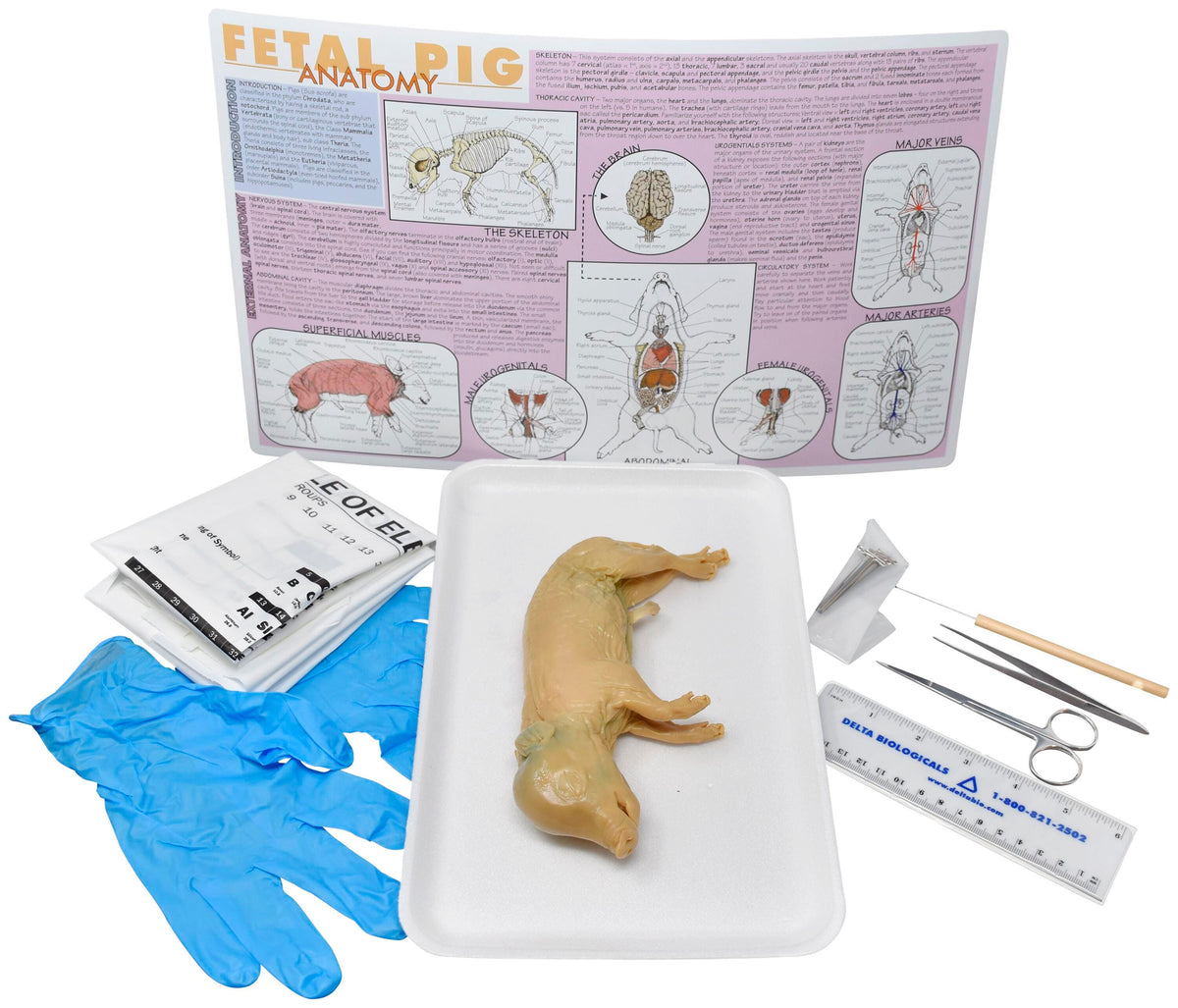 7 IN.+ DBL FETAL PIG W/ DISSECTION TOOLS