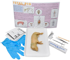 7 IN.+ DBL FETAL PIG W/ DISSECTION TOOLS