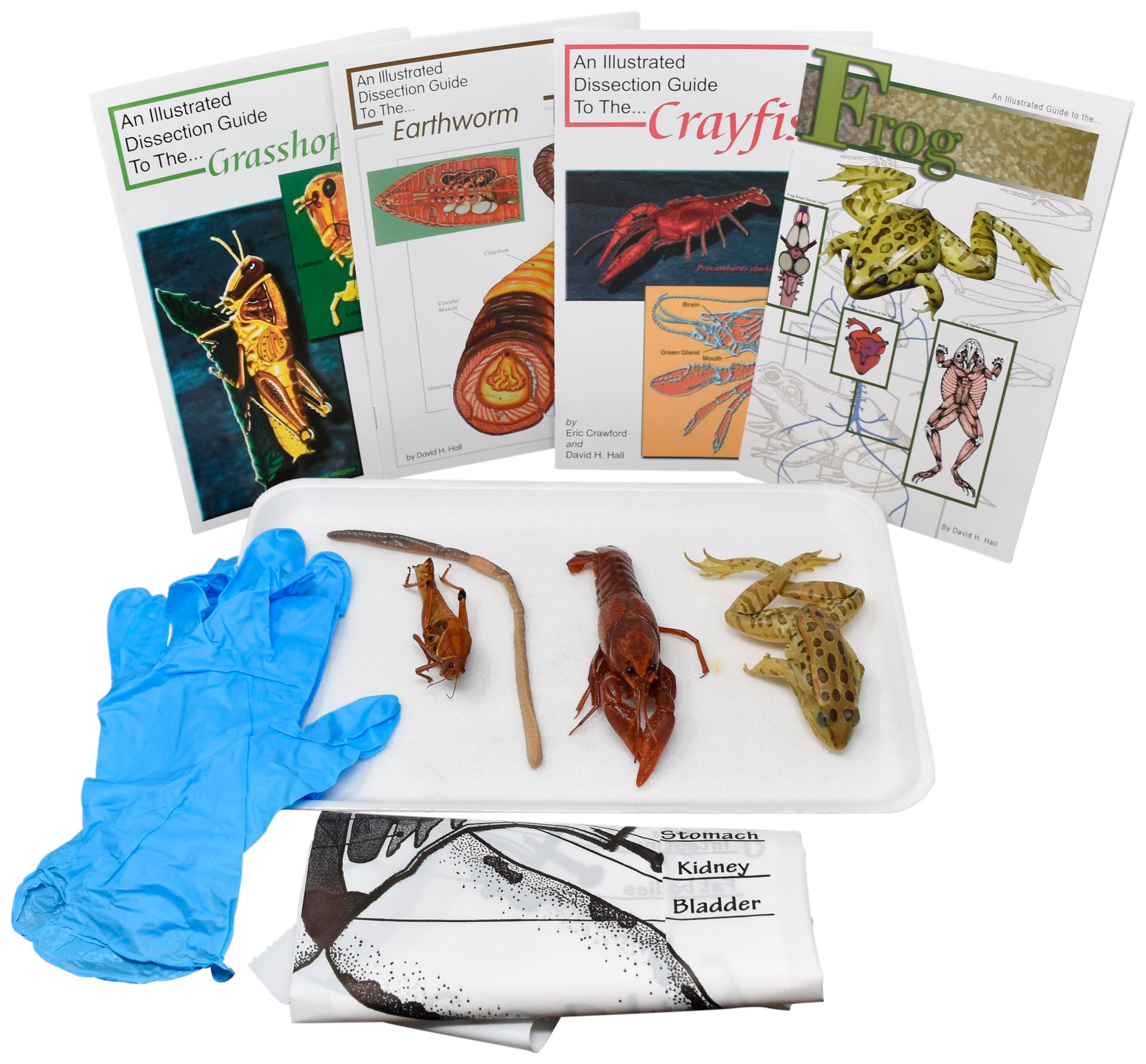 ANIMAL ANATOMY KIT W/O DISSECTION TOOLS