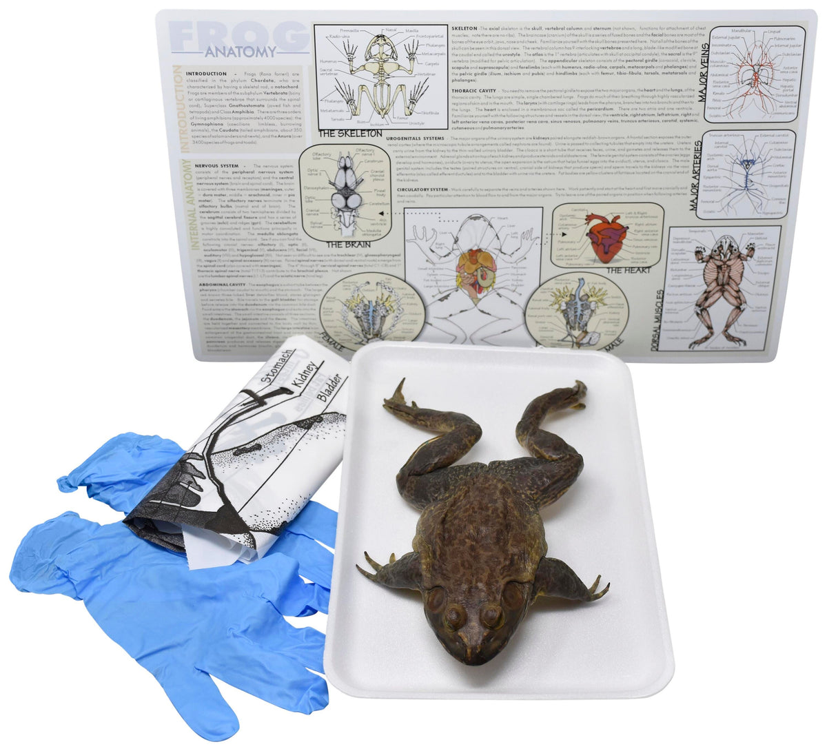 5 IN.+ DBL BULLFROG W/O DISSECTION TOOLS