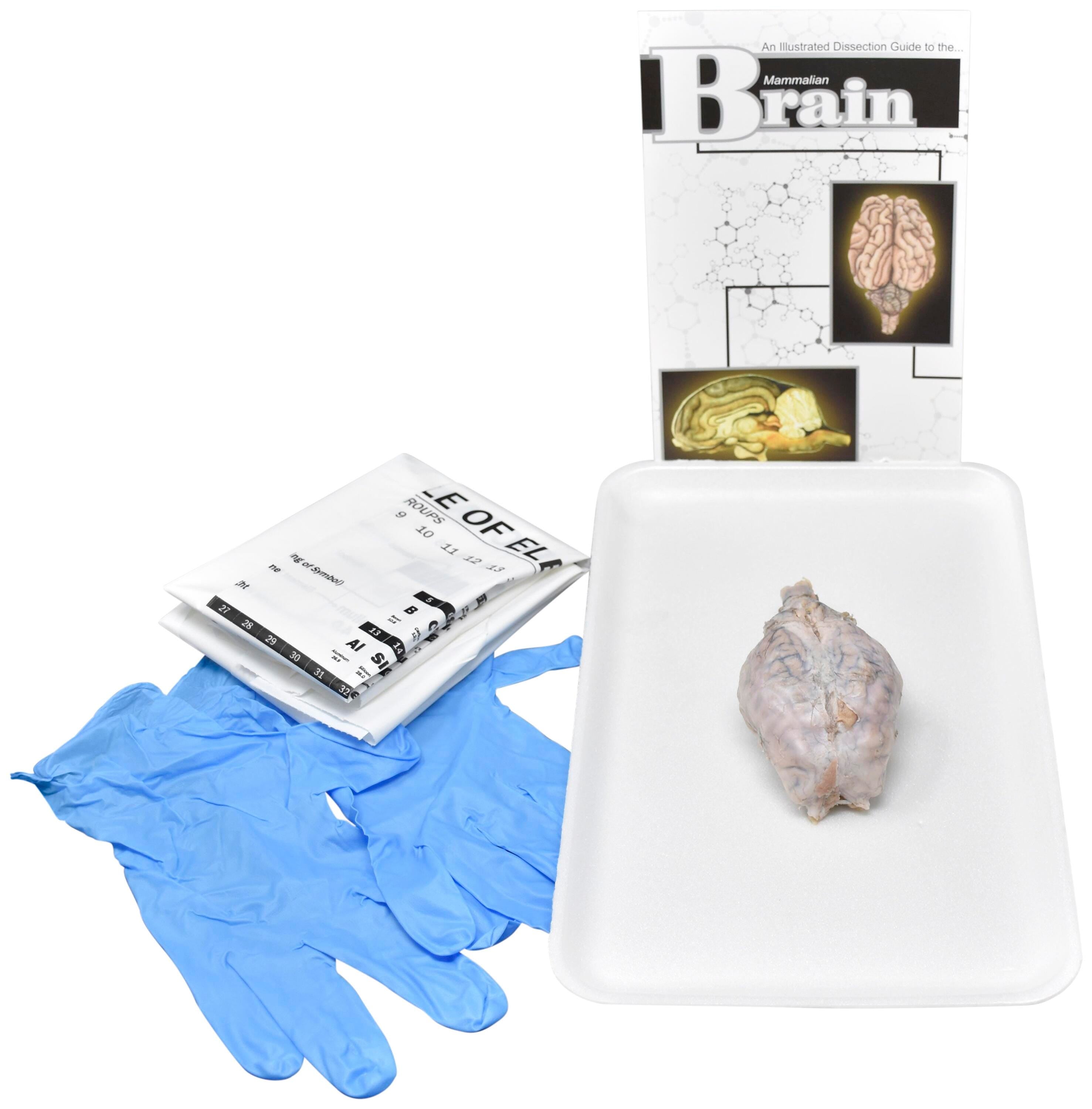 SHEEP BRAIN W/O DISSECTION TOOLS