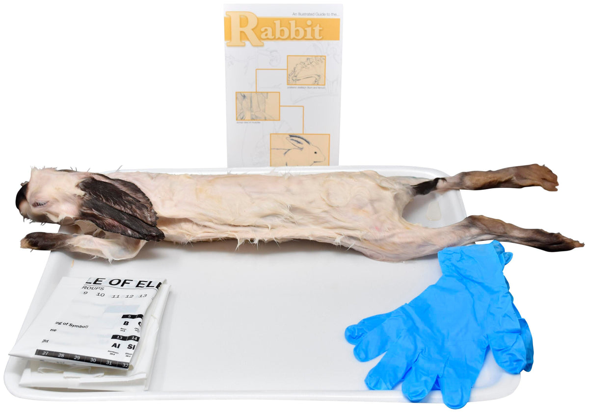 Rabbit Dissection Project RABBIT - DOUBLE - 16+ IN - SKINNED - W/OUT DISSECTION TOOLS | Eduplan ...