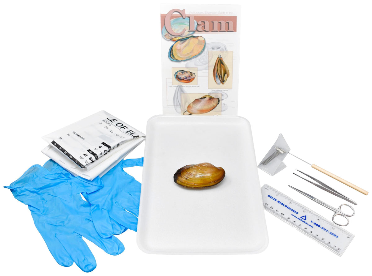 FRESH WATER CLAM W/ DISSECTION TOOLS