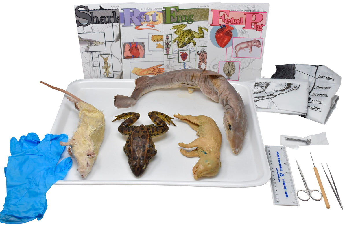 22 IN.+ PLN SHARK, 5 IN.+ PLN GRASSFROG, 7 IN.+ PLN RAT, 7 IN.+ PLN FETAL PIG W/ DISSECTION TOOLS