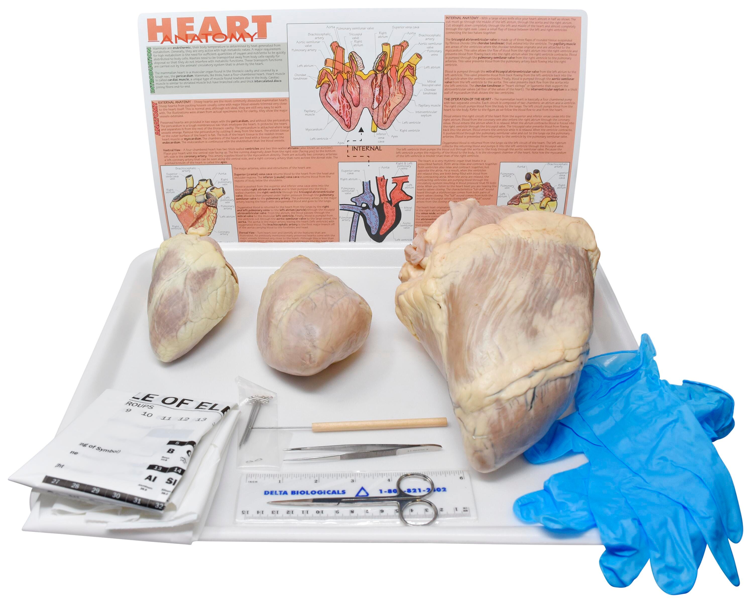 PIG HEART, SHEEP HEART, AND COW HEART W/ DISSECTION TOOLS