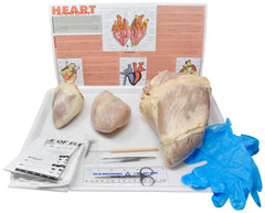 PIG HEART, SHEEP HEART, AND COW HEART W/ DISSECTION TOOLS