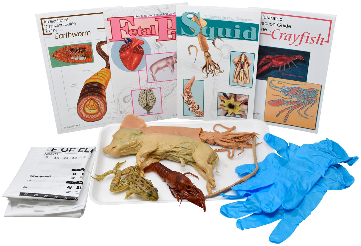 4 IN.+ PLN CRAYFISH, 8 IN.+ PLN EARTHWORM, 8 IN.+ PLN SQUID, 5 IN.+ PLN GRASSFROG, 7 IN.+ PLN FETAL PIG W/O DISSECTION TOOLS