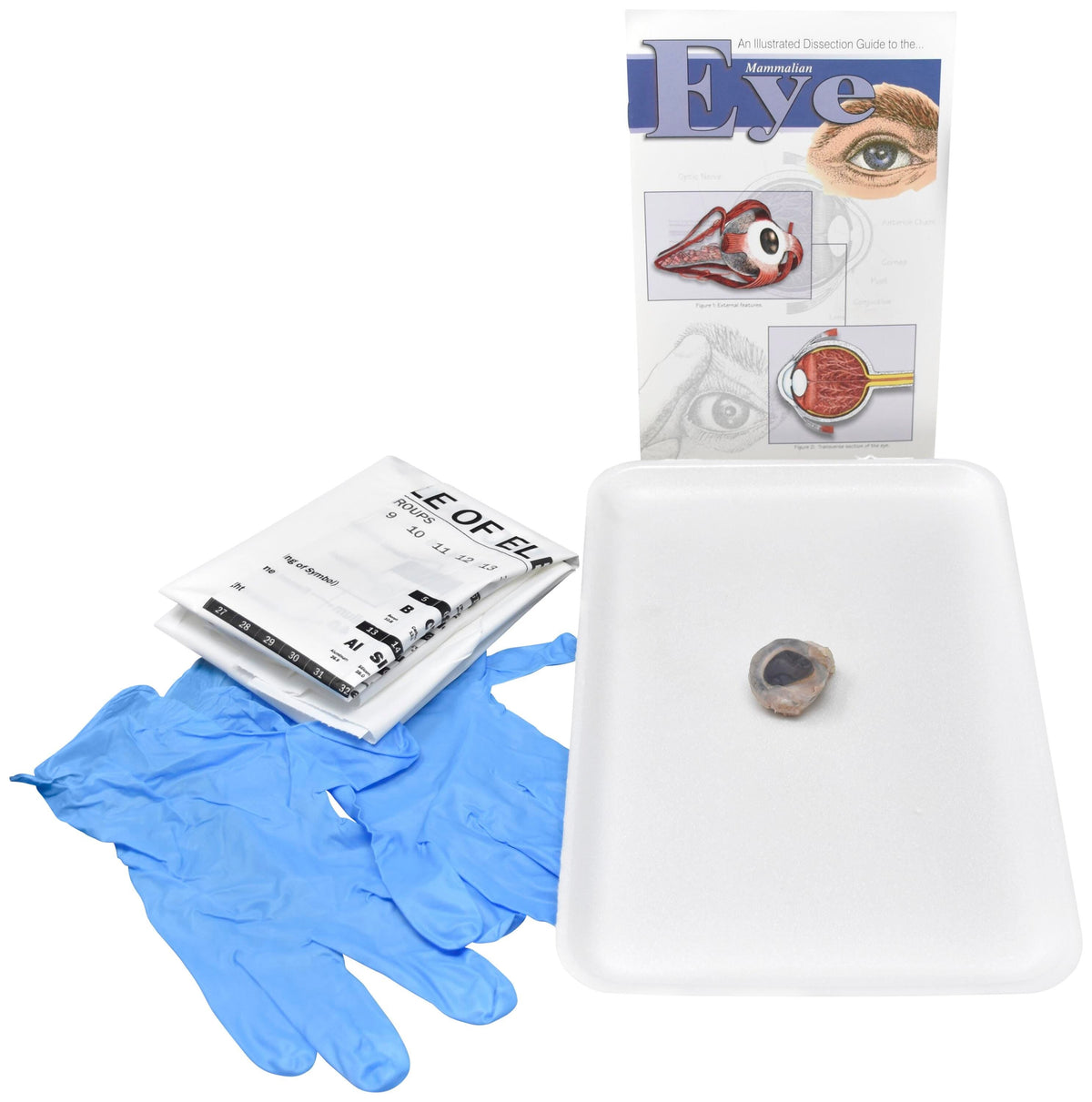 SHEEP EYES W/O DISSECTION TOOLS