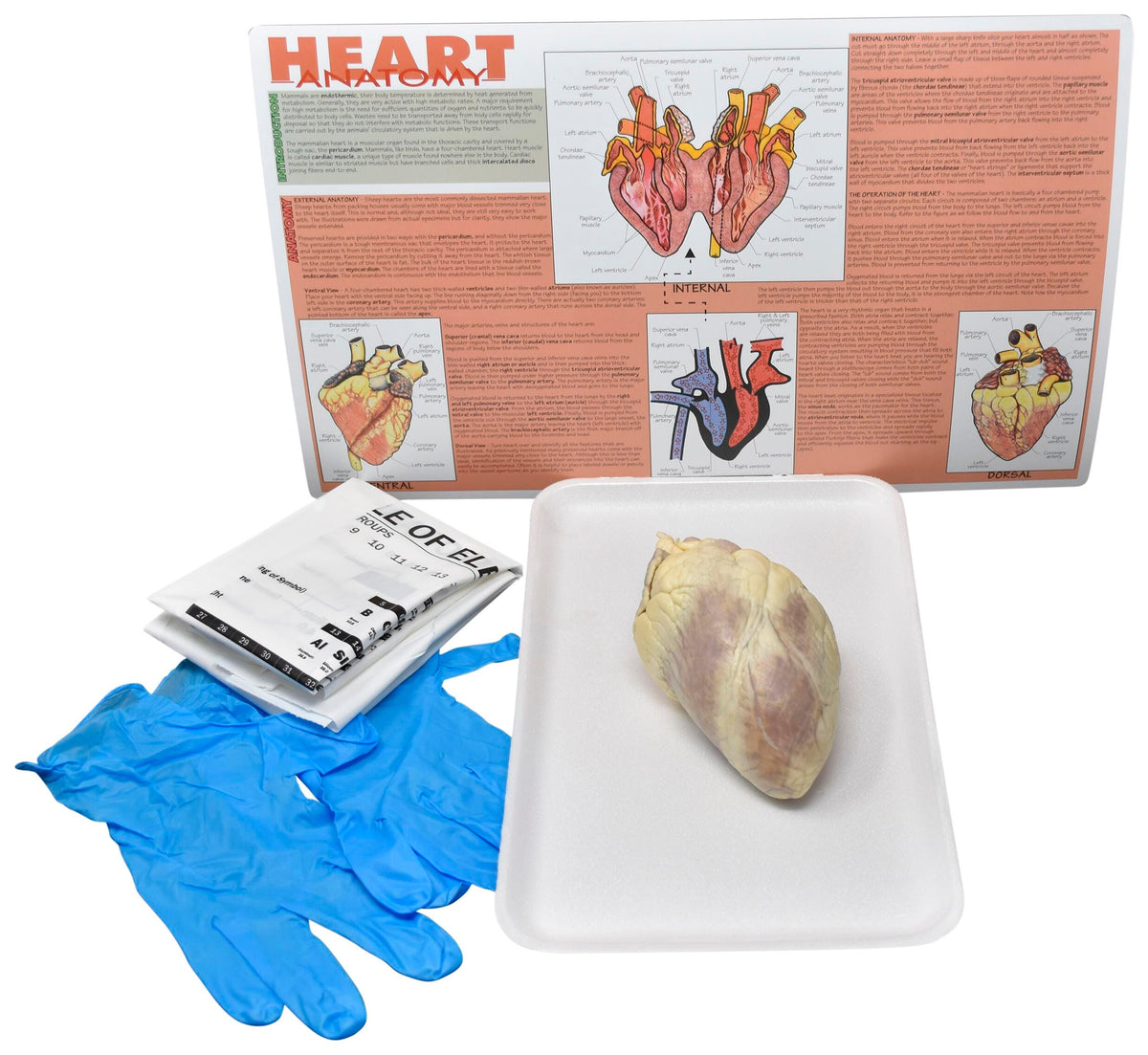 SHEEP HEART W/O DISSECTION TOOLS