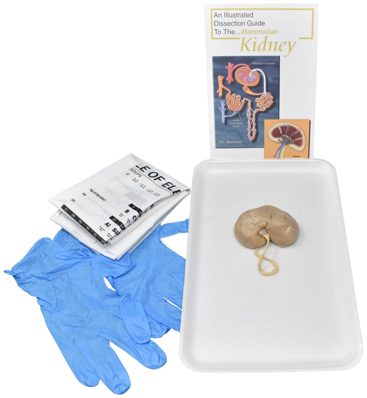 SHEEP KIDNEY W/O DISSECTION TOOLS