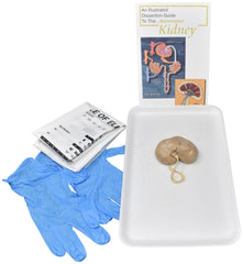 SHEEP KIDNEY W/O DISSECTION TOOLS