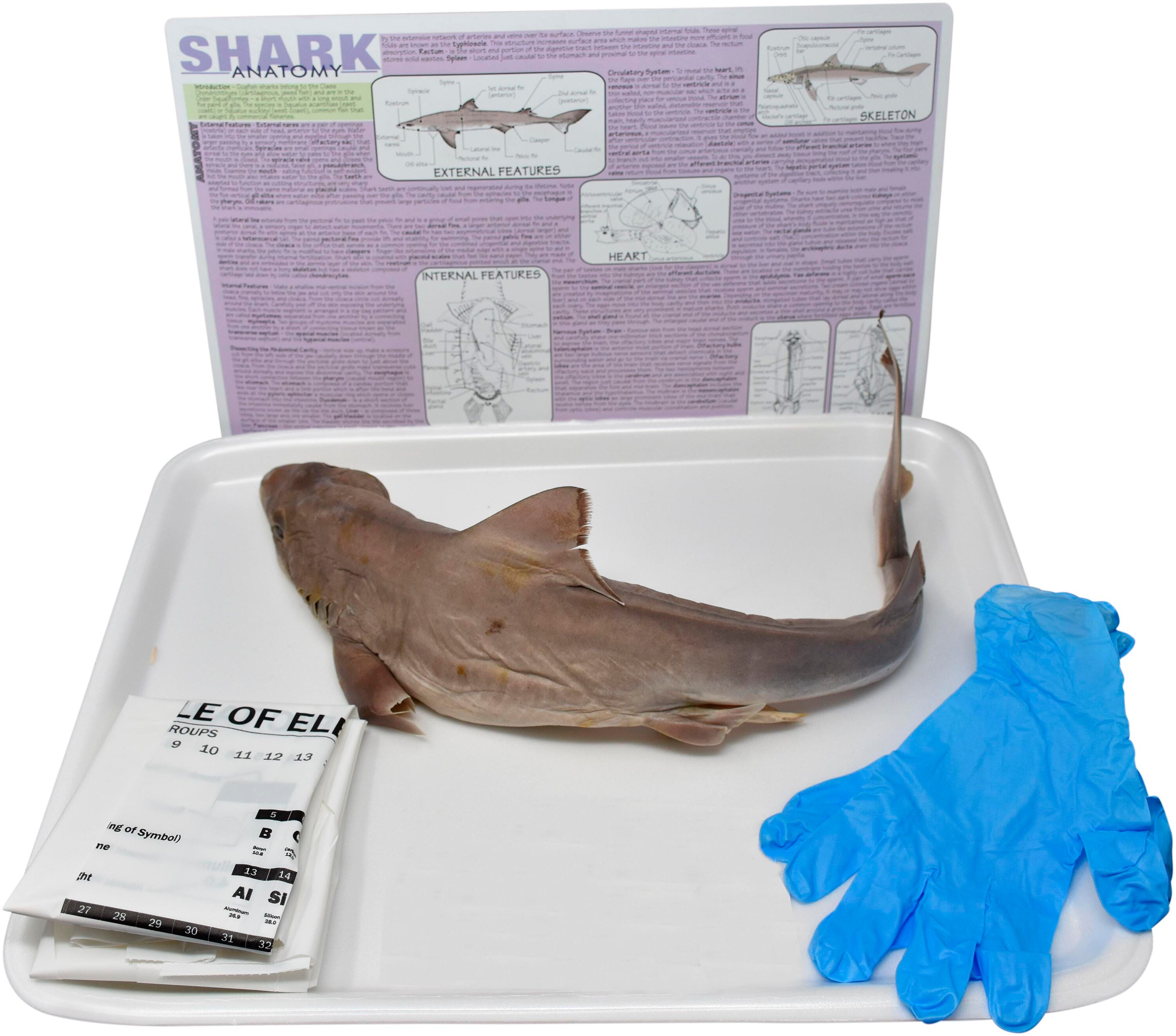 22 IN.+ DBL SHARK W/O DISSECTION TOOLS