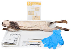 16 IN.+ DBL RABBIT W/ DISSECTION TOOLS