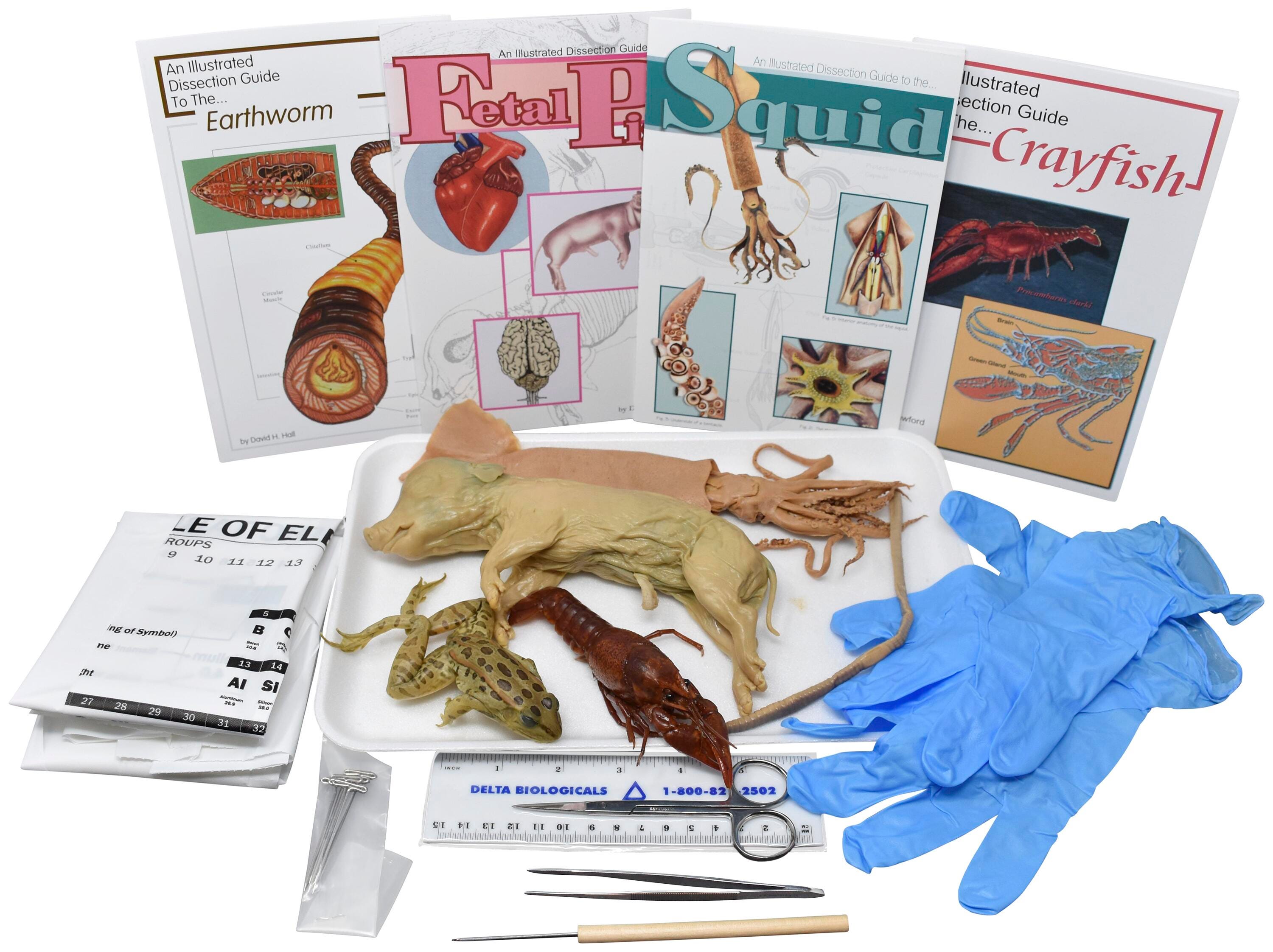 4 IN.+ PLN CRAYFISH, 8 IN.+ PLN EARTHWORM, 8 IN.+ PLN SQUID, 5 IN.+ PLN GRASSFROG, 7 IN.+ PLN FETAL PIG W/ DISSECTION TOOLS