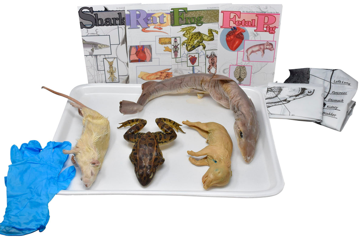 22 IN.+ PLN SHARK, 5 IN.+ PLN GRASSFROG, 7 IN.+ PLN RAT, 7 IN.+ PLN FETAL PIG W/O DISSECTION TOOLS