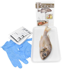 7 IN.+ PERCH W/O DISSECTION TOOLS