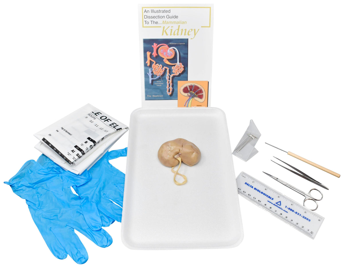 SHEEP KIDNEY W/ DISSECTION TOOLS