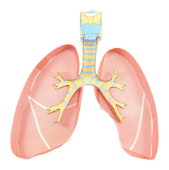 LUNGS 3-D MODEL KIT