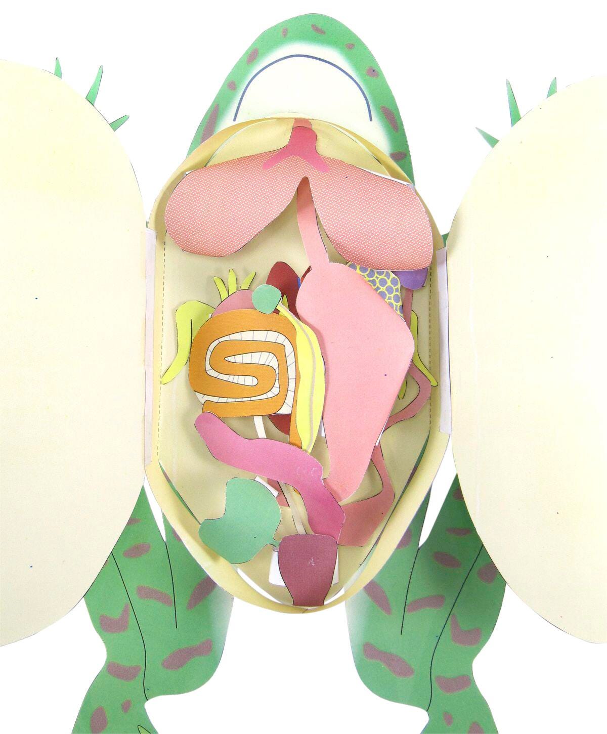 FROG DISSECTION 3-D MODEL KIT
