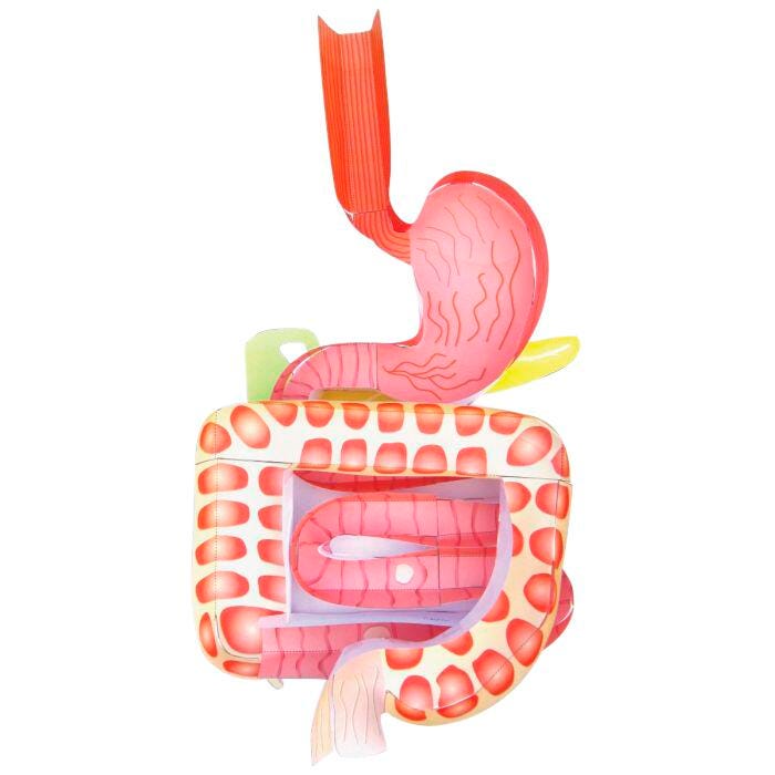 DIGESTIVE SYSTEM 3-D MODEL KIT