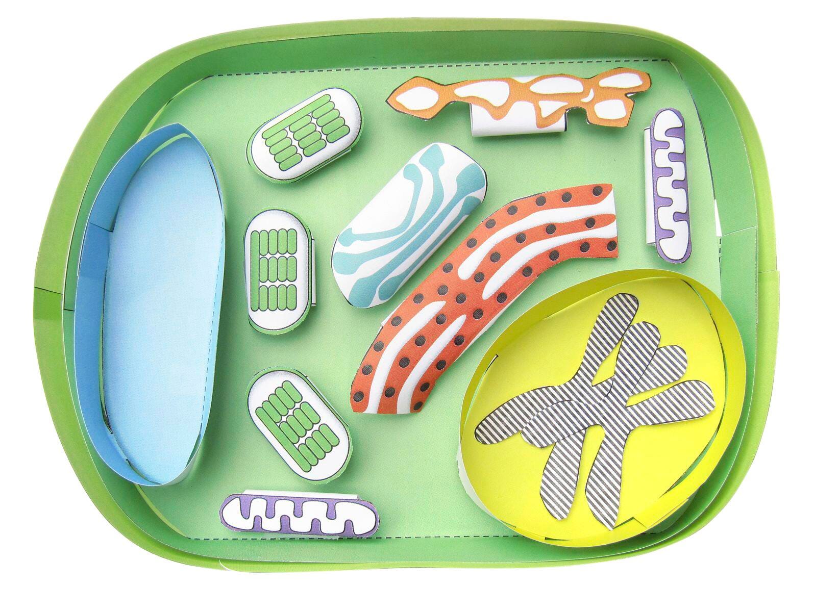 SIMPLE PLANT CELL 3-D MODEL KIT