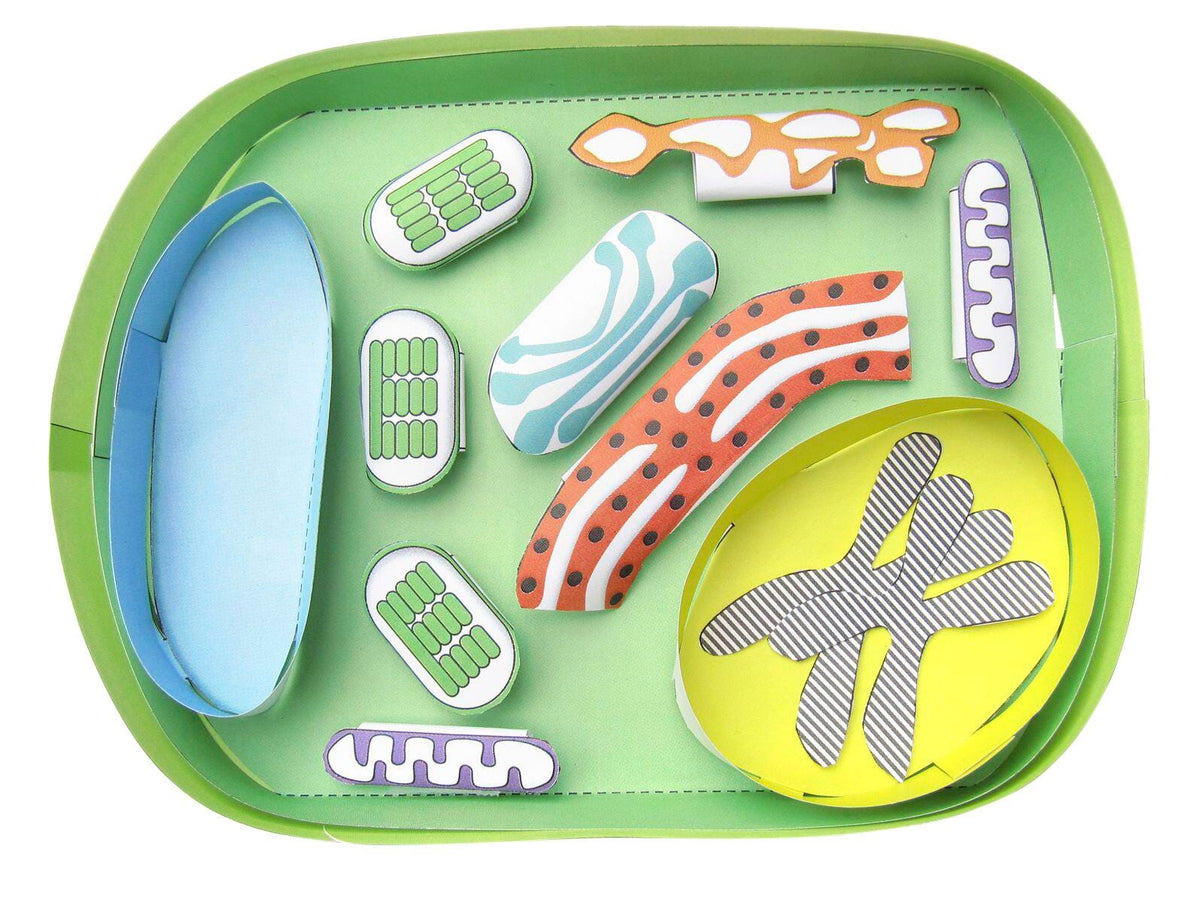 SIMPLE PLANT CELL 3-D MODEL KIT