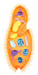 PARAMECIUM 3-D MODEL KIT
