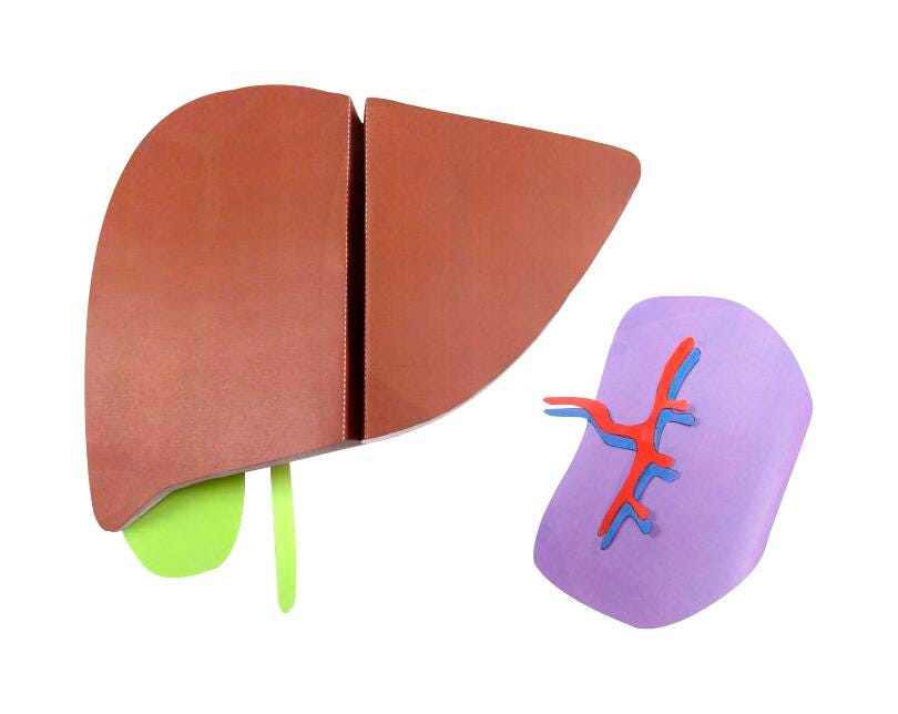 LIVER AND SPLEEN 3-D MODEL KIT