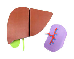 LIVER AND SPLEEN 3-D MODEL KIT