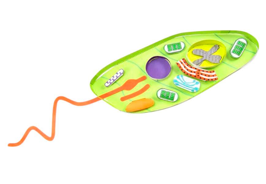 EUGLENA 3-D MODEL KIT