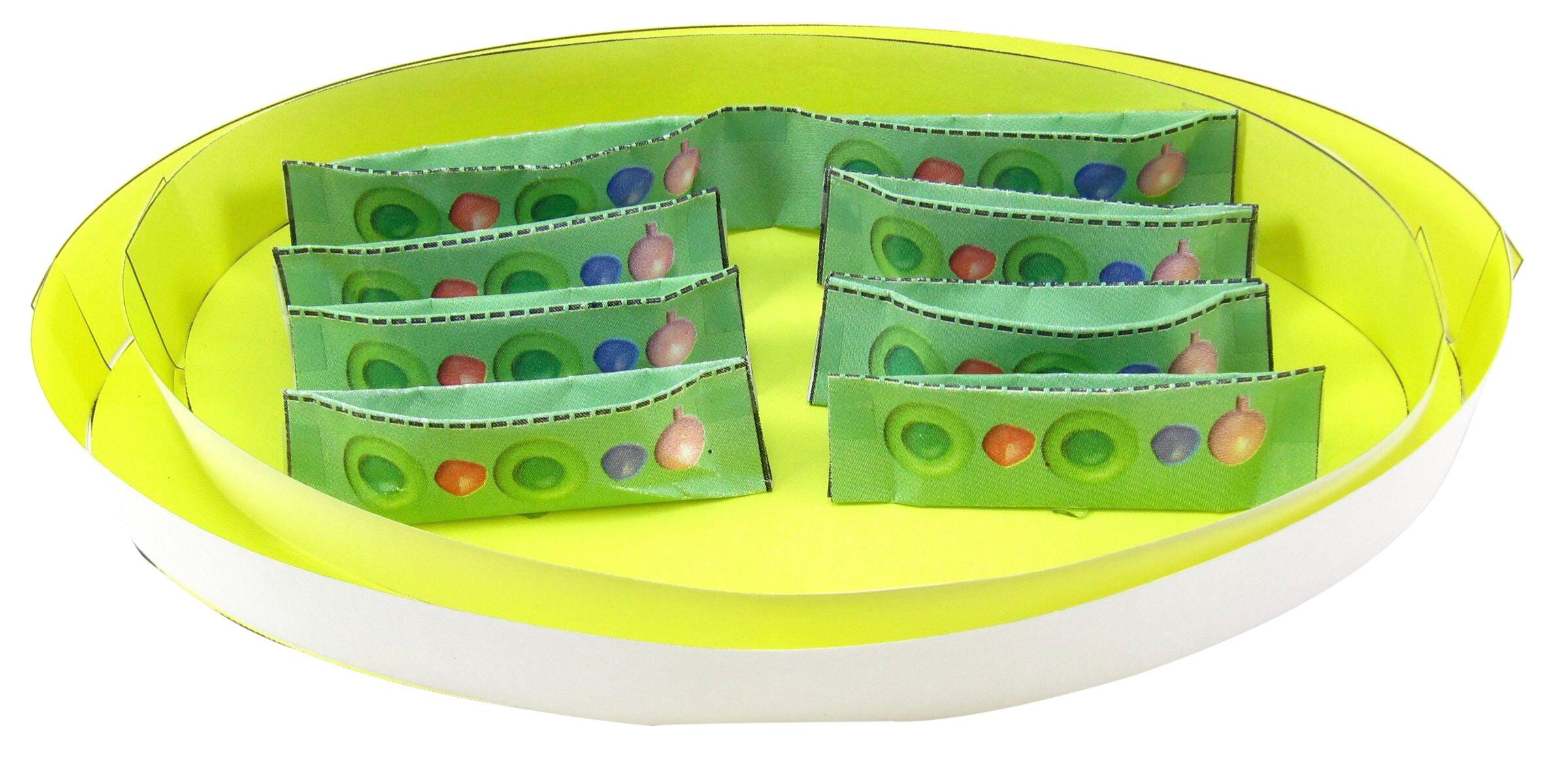 CHLOROPLASTS 3-D MODEL KIT