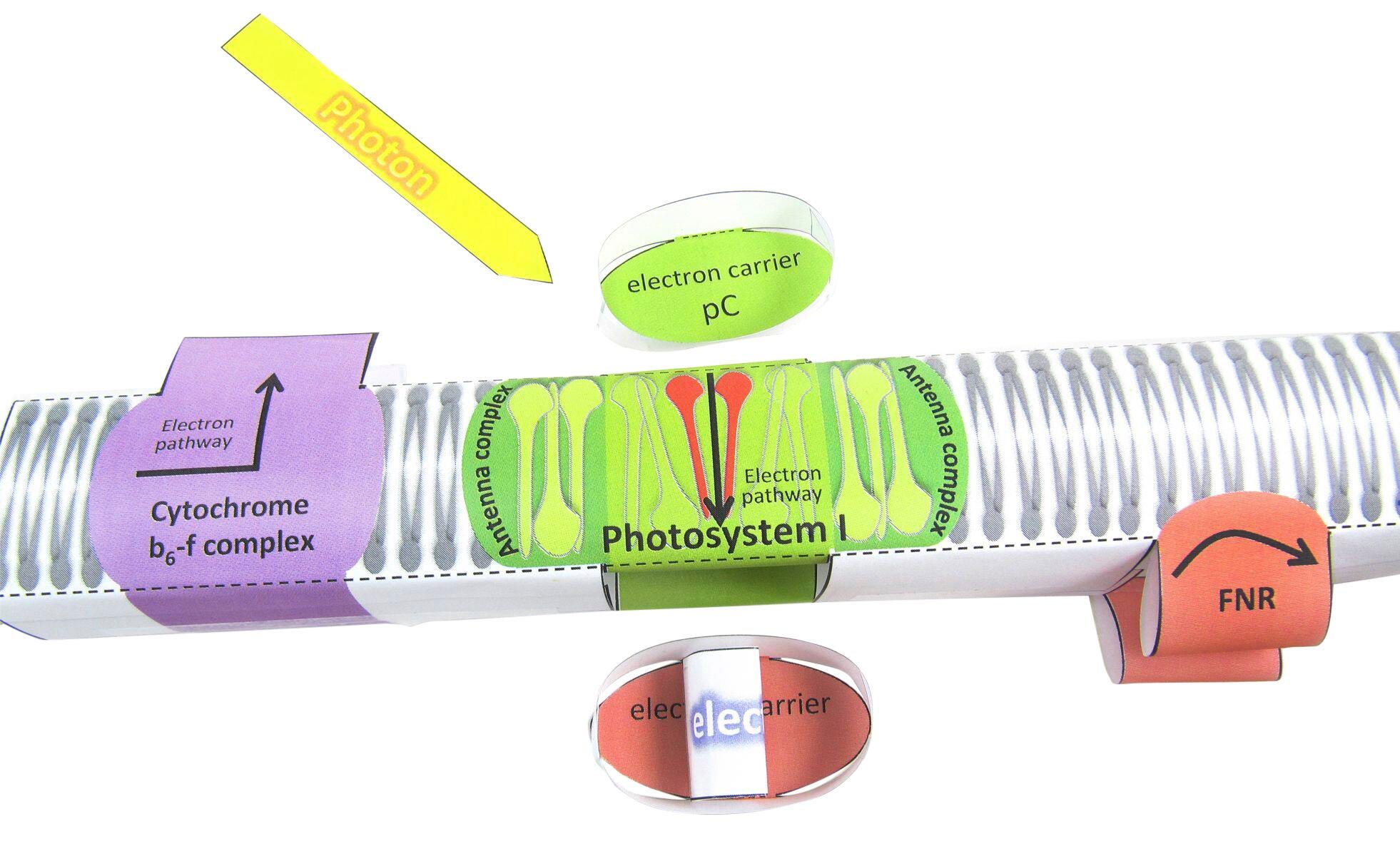 PHOTOSYNTHESIS LIGHT REACTIONS 3-D MODEL KIT