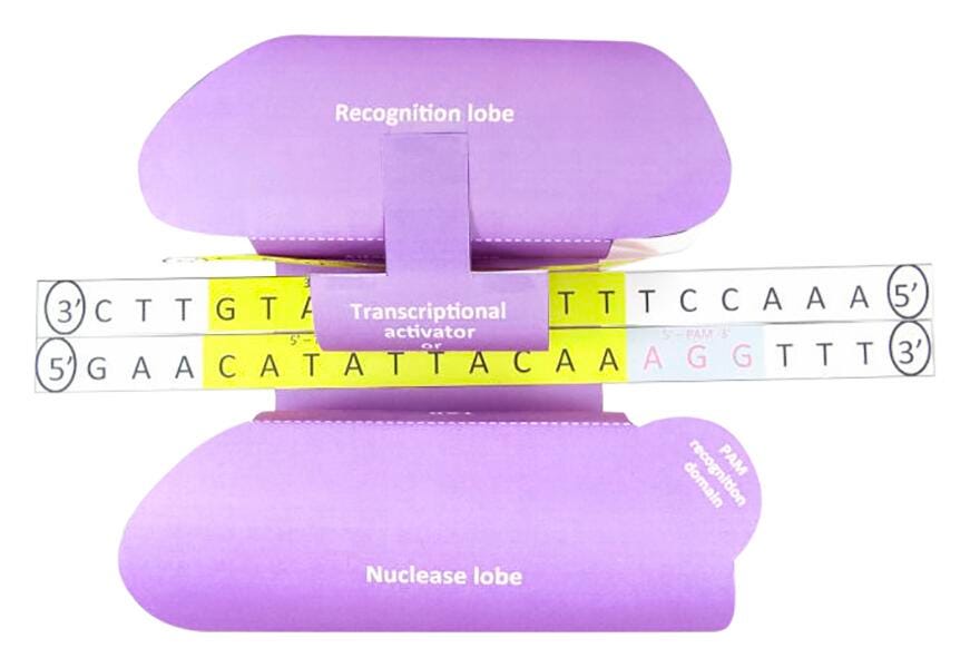 CRISPR 3-D MODEL KIT