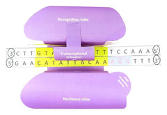 CRISPR 3-D MODEL KIT