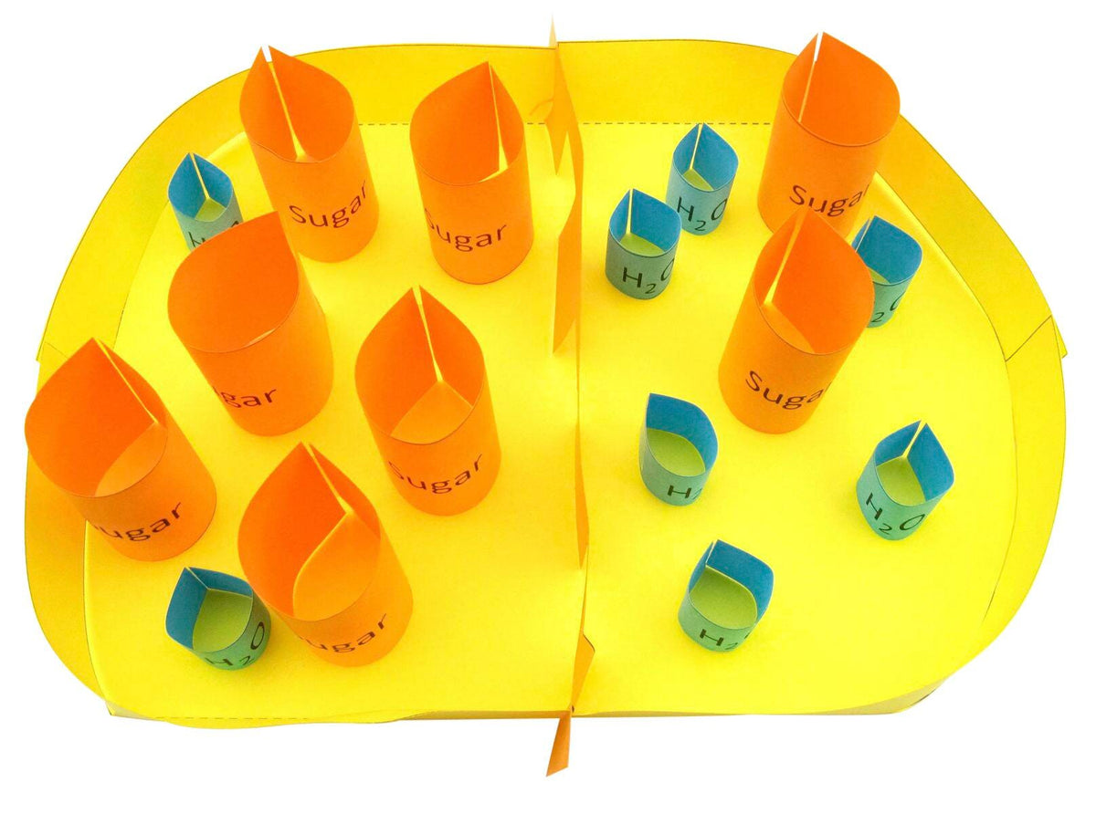 OSMOSIS AND DIFFUSION 3-D MODEL KIT