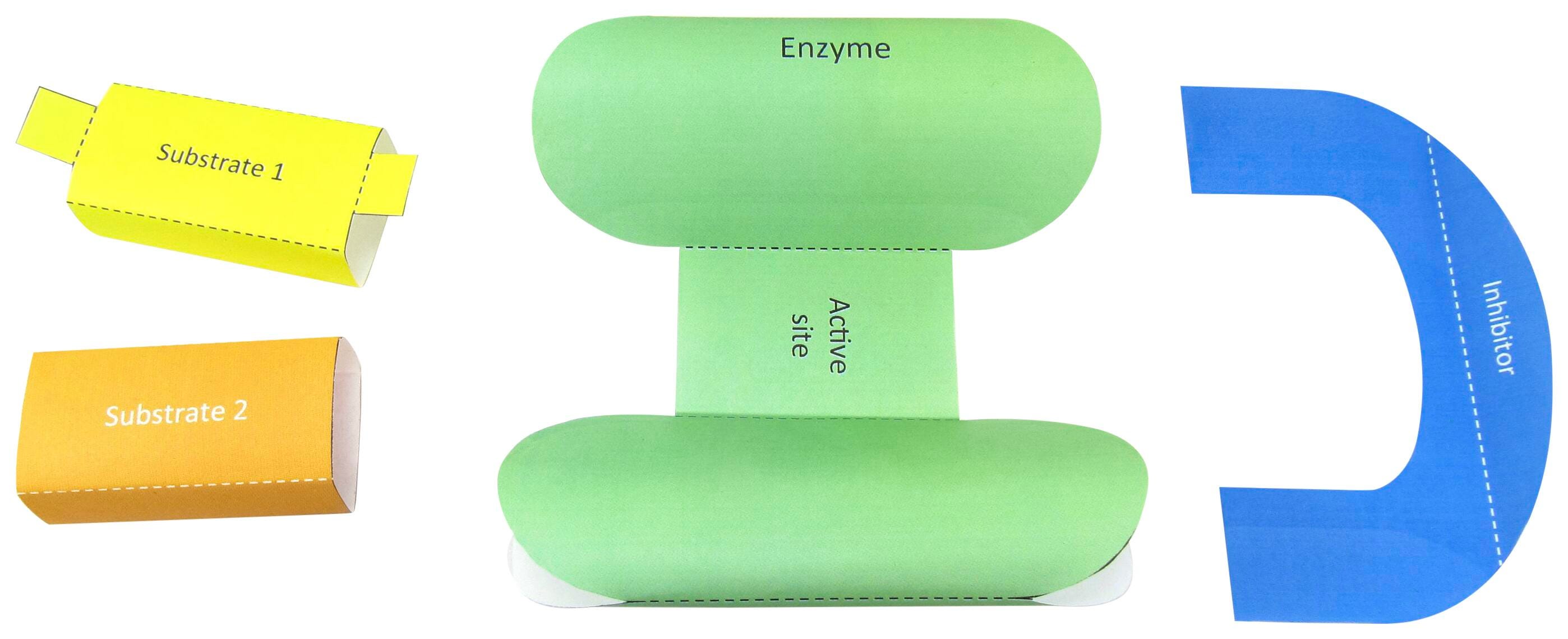 ENZYMES 3-D MODEL KIT